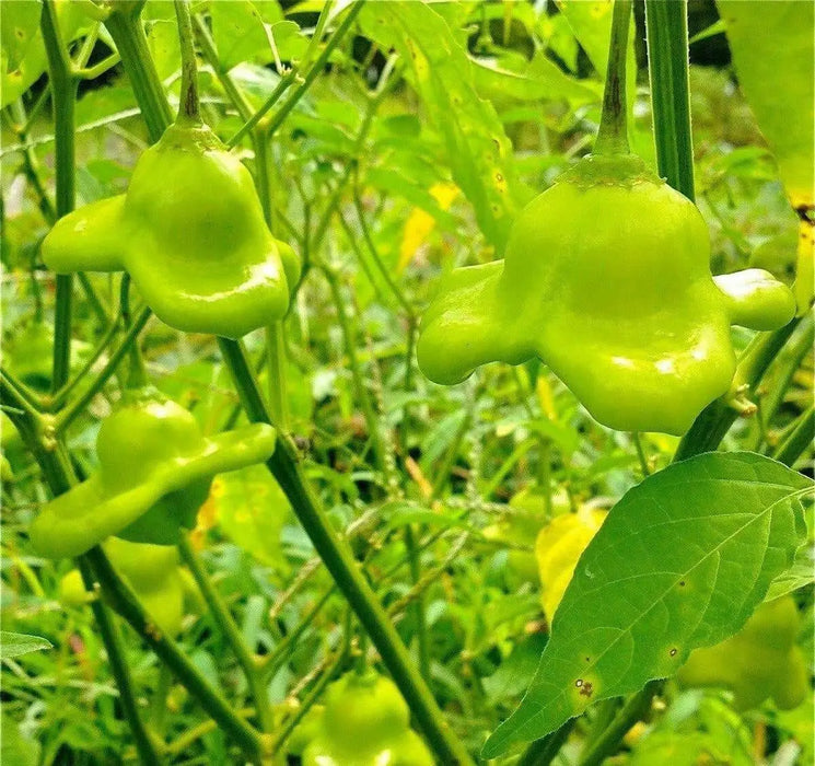 Bishop's Crown, Pepper Seeds ,Capsicum Baccatum. - Caribbean garden seed