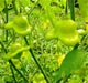 Bishop's Crown, Pepper Seeds ,Capsicum Baccatum. - Caribbean garden seed
