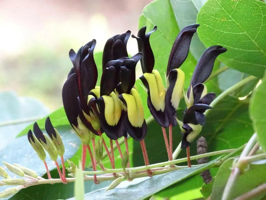 Black Coral Pea, (Kennedia nigricans)  Tiger-Snake Vine - Caribbean garden seed