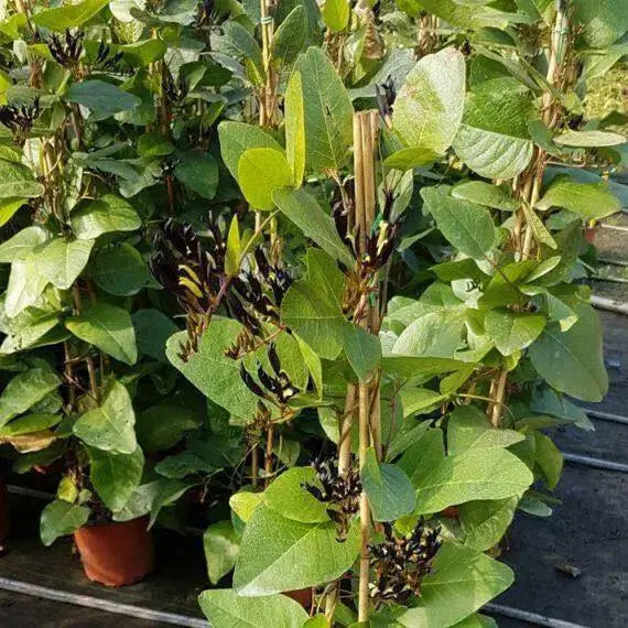 Black Coral Pea, (Kennedia nigricans)  Tiger-Snake Vine - Caribbean garden seed