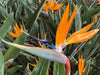 Bird of Paradise Flower Seeds, Tropical Caribbean Shrub - Caribbean garden seed