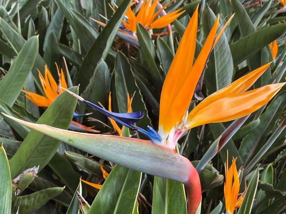Bird of Paradise Flower Seeds, Tropical Caribbean Shrub - Caribbean garden seed
