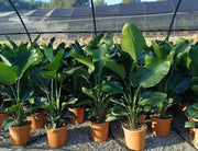 Bird of Paradise Flower Seeds, Tropical Caribbean Shrub - Caribbean garden seed
