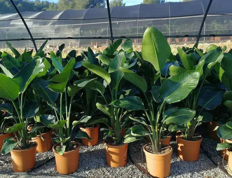 Bird of Paradise Flower Seeds, Tropical Caribbean Shrub - Caribbean garden seed