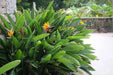 Bird of Paradise Flower Seeds, Tropical Caribbean Shrub - Caribbean garden seed