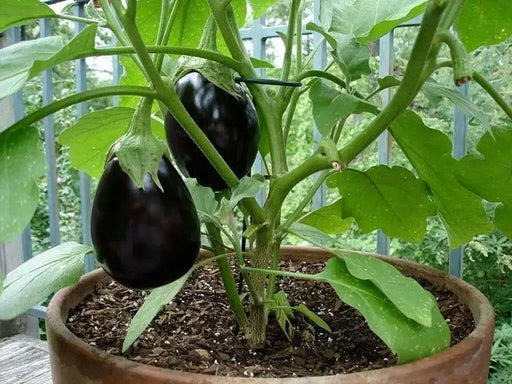 Black Beauty Eggplant Seeds, HEIRLOOM  Vegetable - Caribbean garden seed