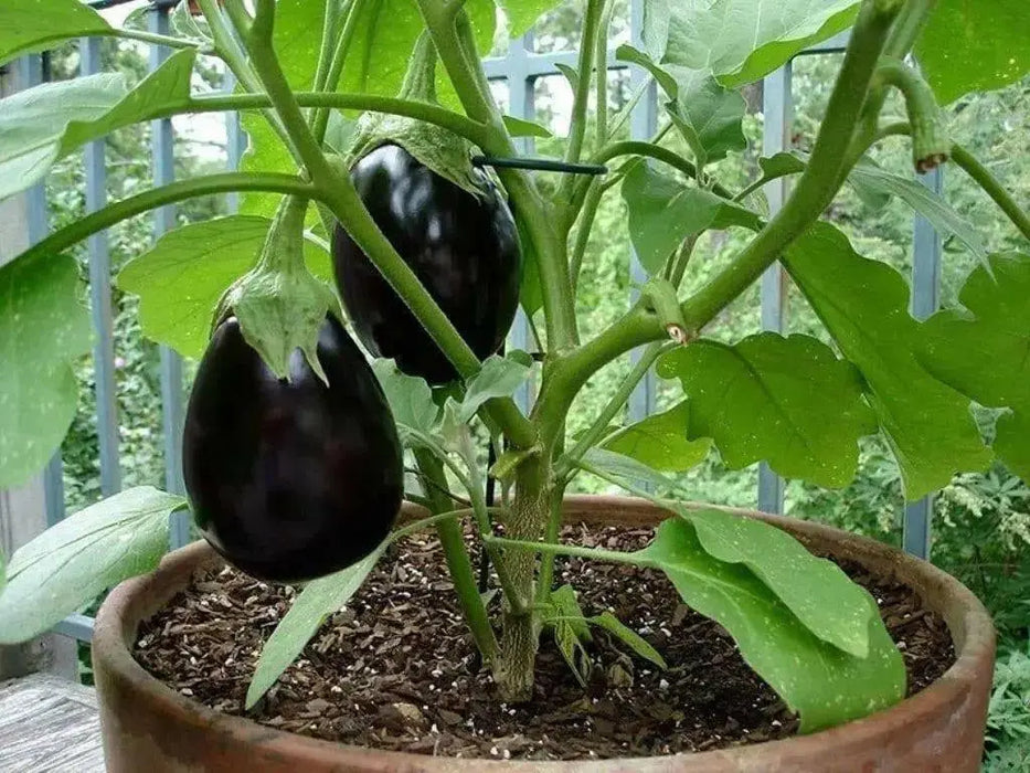 Black Beauty Eggplant Seeds, HEIRLOOM  Vegetable - Caribbean garden seed