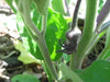Black Beauty Eggplant Seeds, HEIRLOOM  Vegetable - Caribbean garden seed