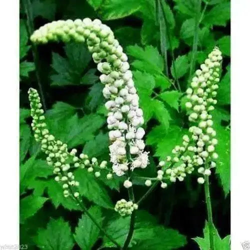 Black Cohosh (Cimicifuga racemosa) packet of 50 seeds, organic.