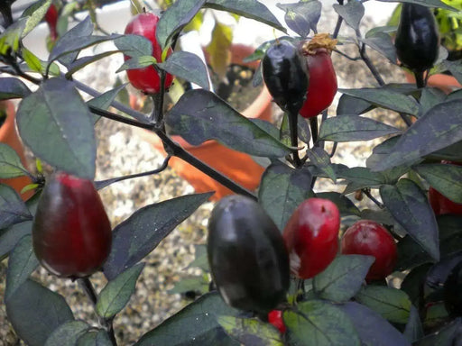BLACK CUBAN PEPPER  Seeds,Capsicum annuum - Caribbean garden seed