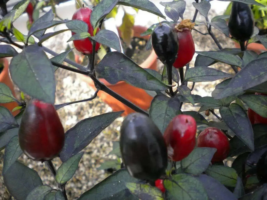 BLACK CUBAN PEPPER  Seeds,Capsicum annuum - Caribbean garden seed