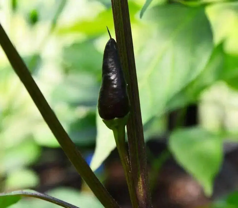 BLACK CUBAN PEPPER  Seeds,Capsicum annuum - Caribbean garden seed