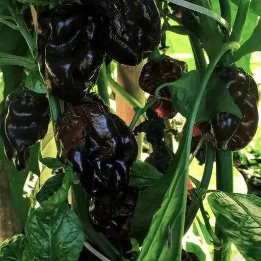 BLACK CAYMAN Pepper seeds- Capsicum chinense, A very rare - Caribbean garden seed