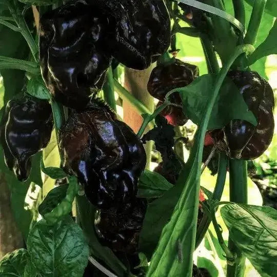BLACK CAYMAN Pepper seeds- Capsicum chinense, A very rare - Caribbean garden seed