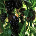 BLACK CAYMAN Pepper seeds- Capsicum chinense, A very rare - Caribbean garden seed