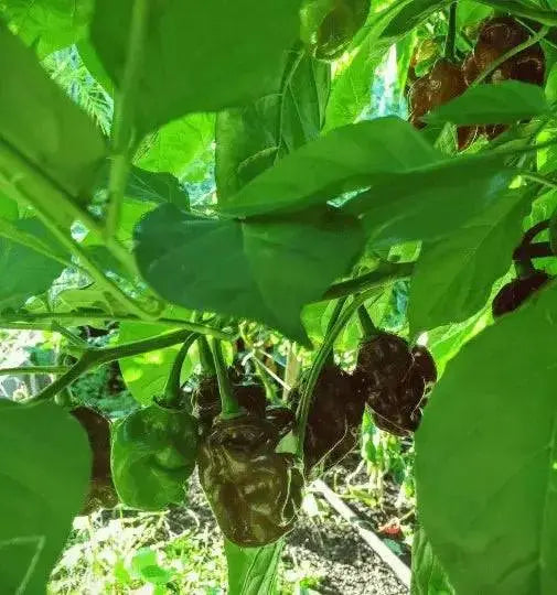 BLACK CAYMAN Pepper seeds- Capsicum chinense, A very rare - Caribbean garden seed
