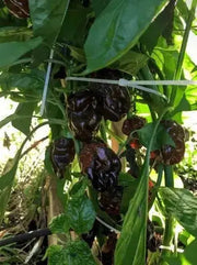 BLACK CAYMAN Pepper seeds- Capsicum chinense, A very rare - Caribbean garden seed