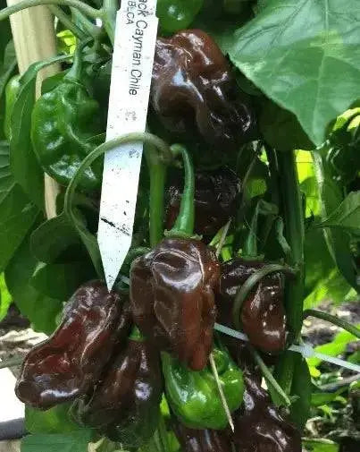 BLACK CAYMAN Pepper seeds- Capsicum chinense, A very rare - Caribbean garden seed