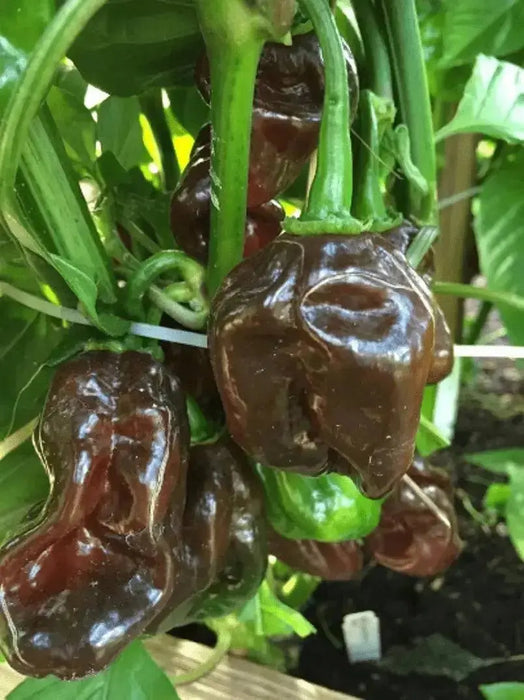 BLACK CAYMAN Pepper seeds- Capsicum chinense, A very rare - Caribbean garden seed