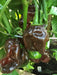 BLACK CAYMAN Pepper seeds- Capsicum chinense, A very rare - Caribbean garden seed