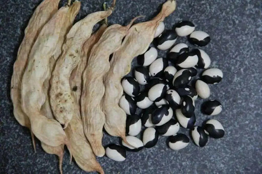 Black Calypso BUSH BEAN, Yin/Yang - Caribbean garden seed