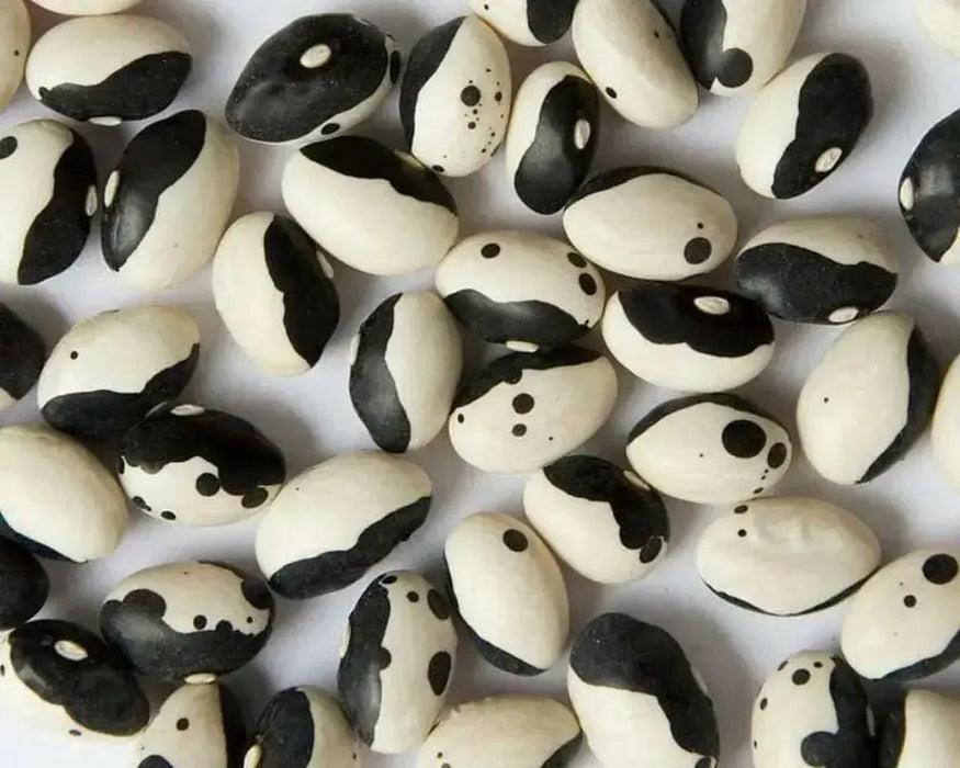 Black Calypso BUSH BEAN, Yin/Yang - Caribbean garden seed