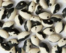 Black Calypso BUSH BEAN, Yin/Yang - Caribbean garden seed