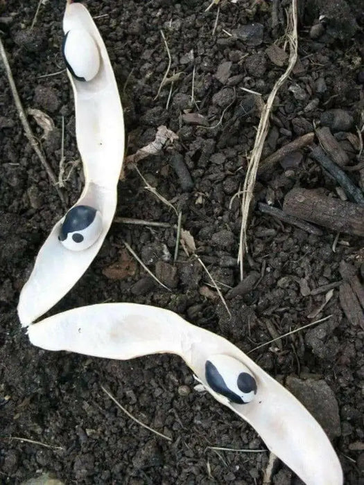 Black Calypso BUSH BEAN, Yin/Yang - Caribbean garden seed