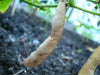 Black Calypso BUSH BEAN, Yin/Yang - Caribbean garden seed