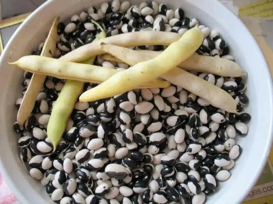 Black Calypso BUSH BEAN, Yin/Yang - Caribbean garden seed