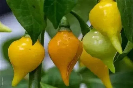 Biquinho Pepper Seeds (CAPSICUM CHINENSE) yellow SWEET TEARDROP ,little beak! - Caribbean garden seed