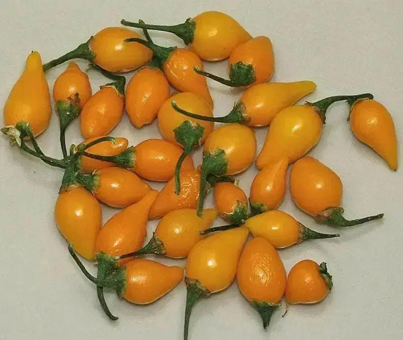 Biquinho Pepper Seeds (CAPSICUM CHINENSE) yellow SWEET TEARDROP ,little beak! - Caribbean garden seed