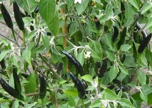 Black Cobra Pepper,Capsicum annuum, HOT - Caribbean garden seed