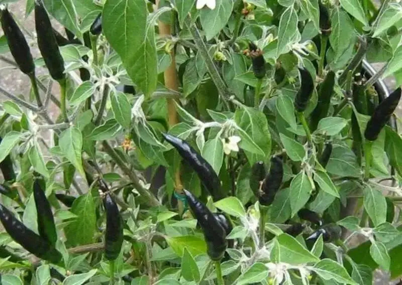 Black Cobra Pepper,Capsicum annuum, HOT - Caribbean garden seed