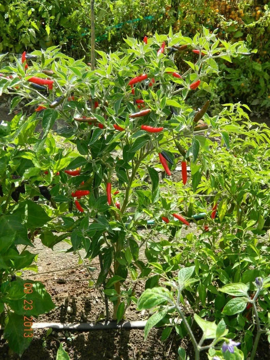Black Cobra Pepper,Capsicum annuum, HOT - Caribbean garden seed