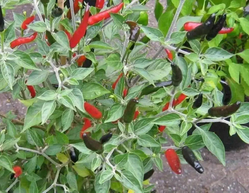 Black Cobra Pepper,Capsicum annuum, HOT - Caribbean garden seed