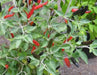 Black Cobra Pepper,Capsicum annuum, HOT - Caribbean garden seed