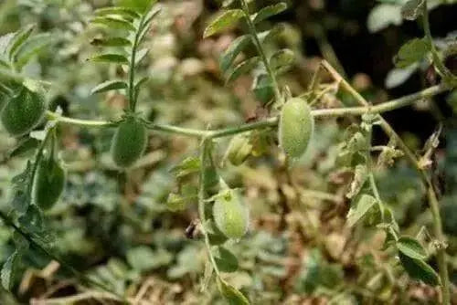 Black Chickpea, K SPROUTING SEED,to Grow or food 1 lb - Caribbean garden seed