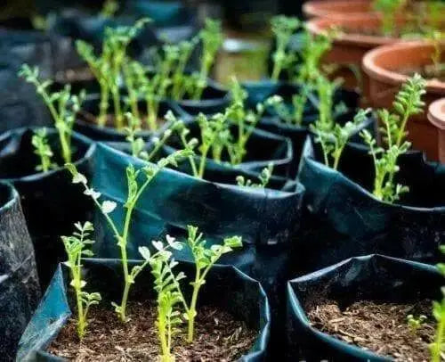 Black Chickpea, K SPROUTING SEED,to Grow or food 1 lb - Caribbean garden seed