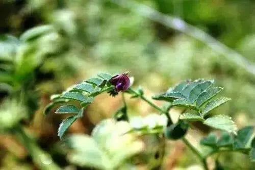 Black Chickpea, K SPROUTING SEED,to Grow or food 1 lb - Caribbean garden seed