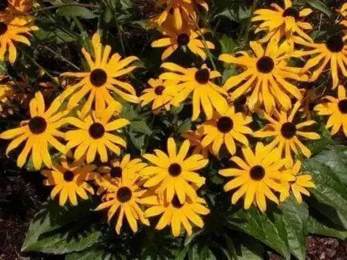 Black Eyed Susan (LIVE Plants ) Rudbeckia hirta - Caribbean garden seed