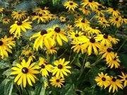 Black Eyed Susan (LIVE Plants ) Rudbeckia hirta - Caribbean garden seed