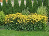 Black Eyed Susan (LIVE Plants ) Rudbeckia hirta - Caribbean garden seed