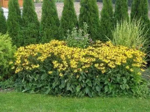 Black Eyed Susan (LIVE Plants ) Rudbeckia hirta - Caribbean garden seed