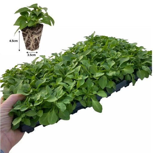 Bidens Flowers (STARTER PANT) Perennial Bur Marigold - Caribbean garden seed