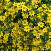 Bidens Flowers (STARTER PANT) Perennial Bur Marigold - Caribbean garden seed