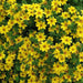 Bidens Flowers (STARTER PANT) Perennial Bur Marigold - Caribbean garden seed