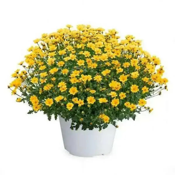Bidens Flowers (STARTER PANT) Perennial Bur Marigold - Caribbean garden seed