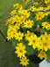 Bidens Flowers (STARTER PANT) Perennial Bur Marigold - Caribbean garden seed