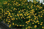 Bidens Flowers (STARTER PANT) Perennial Bur Marigold - Caribbean garden seed